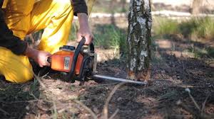 Best Tree Removal Services  in Lden, MA